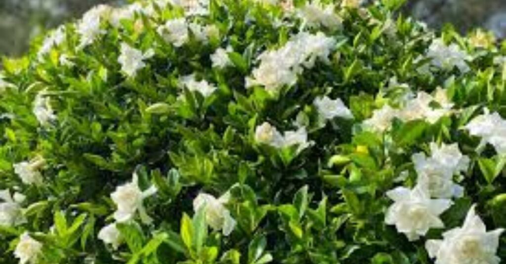 small evergreen flowering shrubs