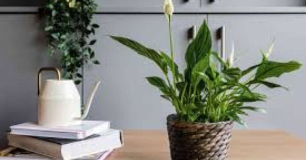 How to grow a peace lily