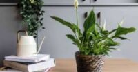 How to grow a peace lily