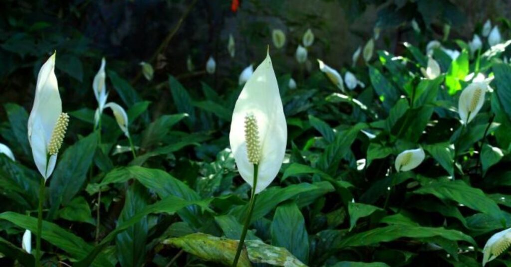 How to grow a peace lily