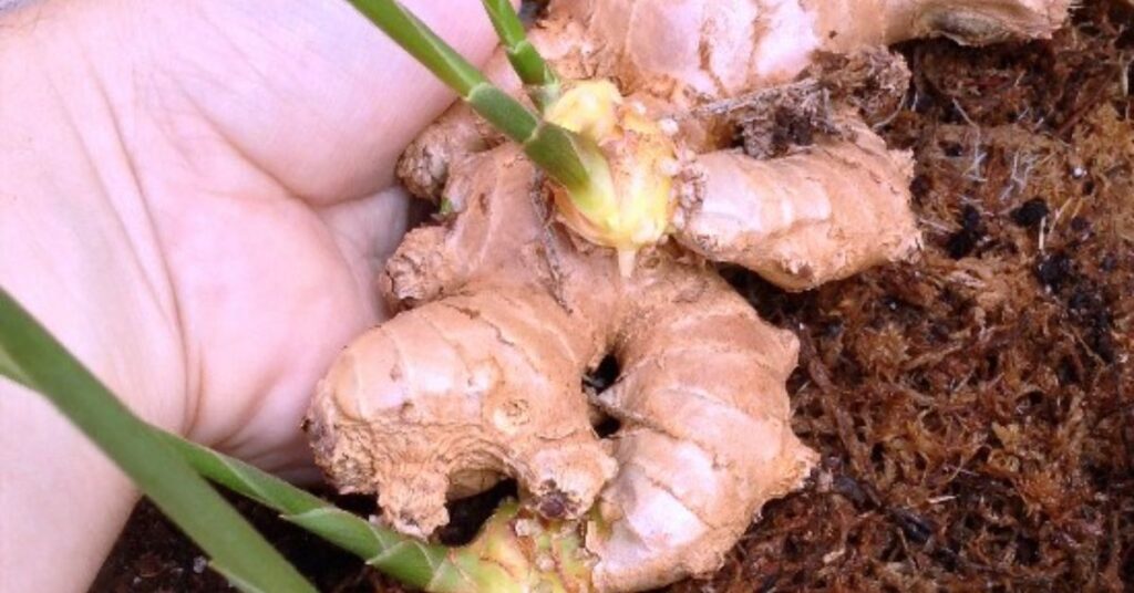 How to grow a ginger plant