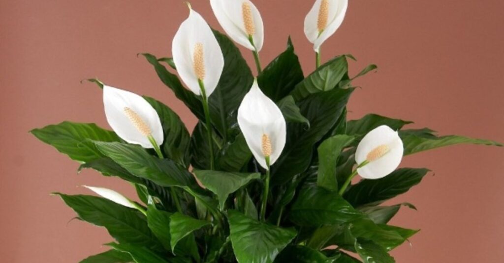 How to grow a peace lily