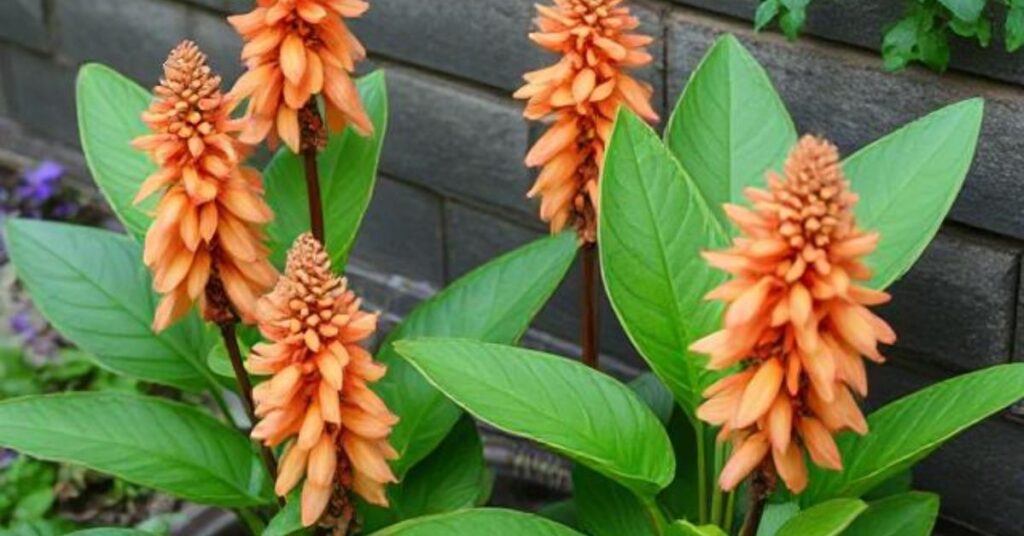 How to grow a ginger plant