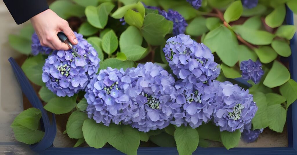 how to take hydrangea cuttings