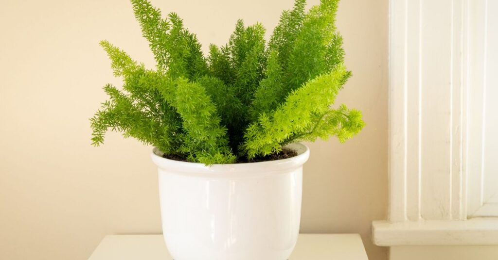 How to grow asparagus ferns