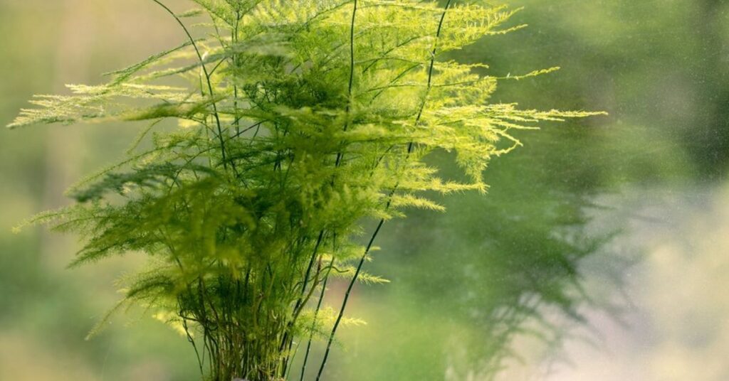 How to grow asparagus ferns