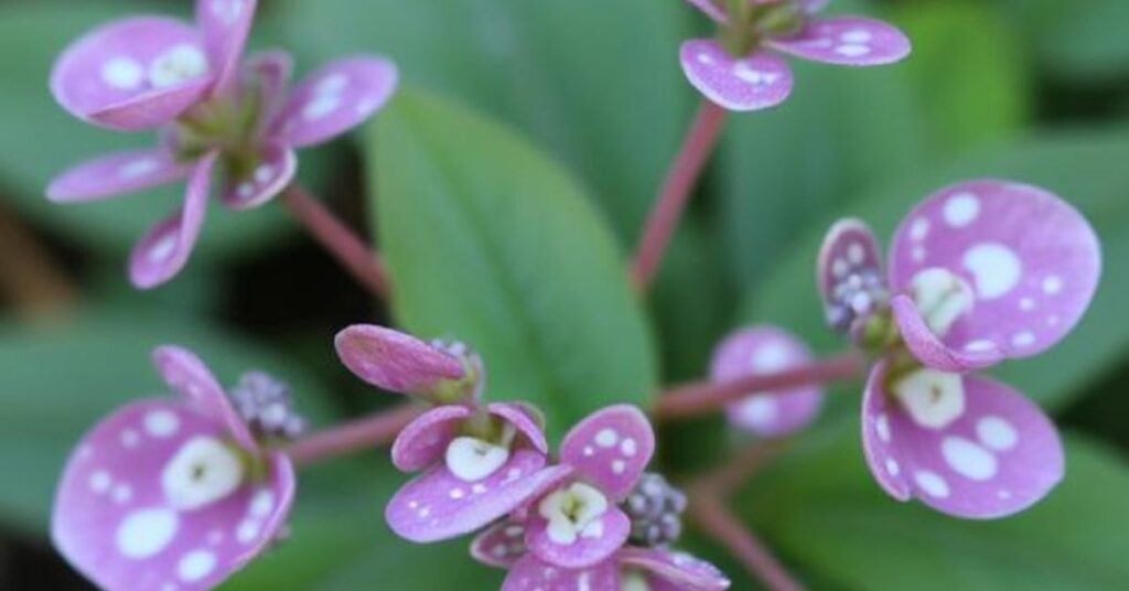 cat friendly house plants