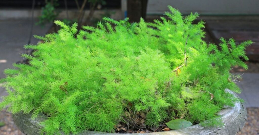 How to grow asparagus ferns