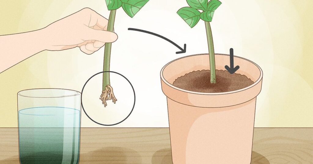 how to take hydrangea cuttings