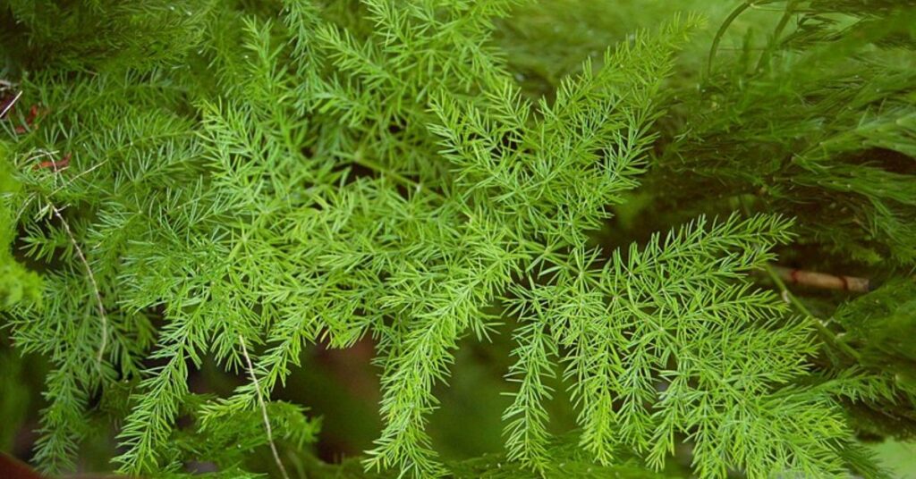 How to grow asparagus ferns