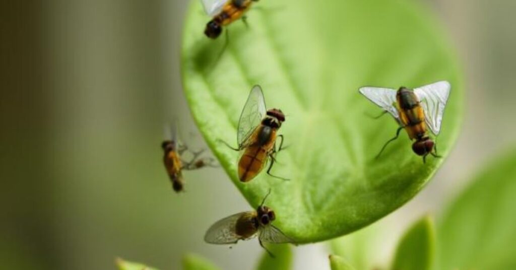 How to get rid of house plant flies