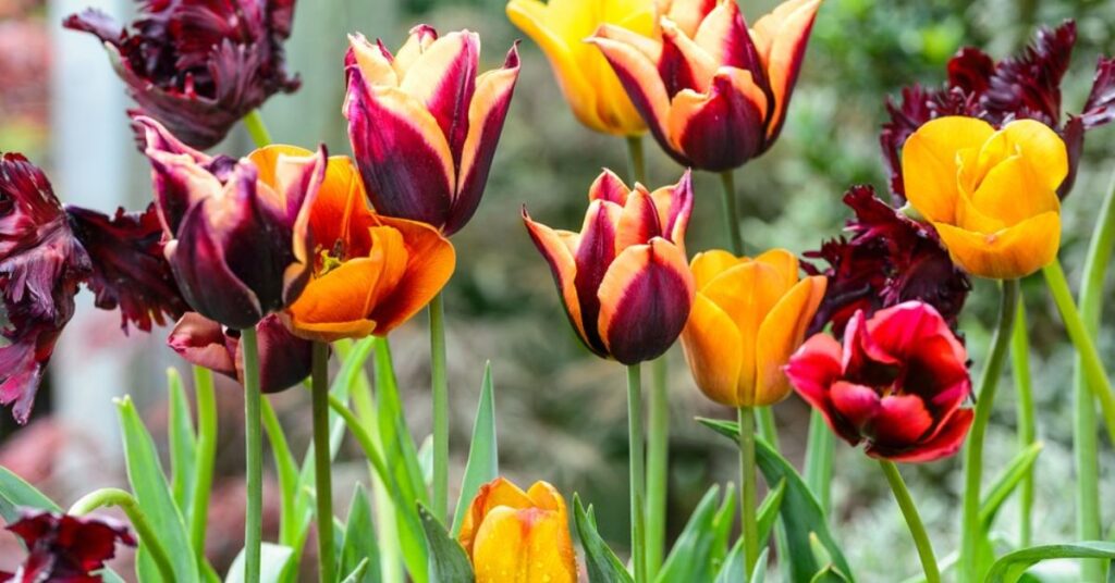 How to grow tulips