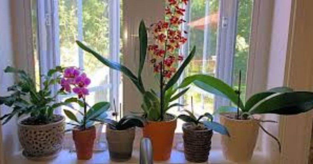 How to care for orchids