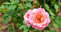 How to prune roses