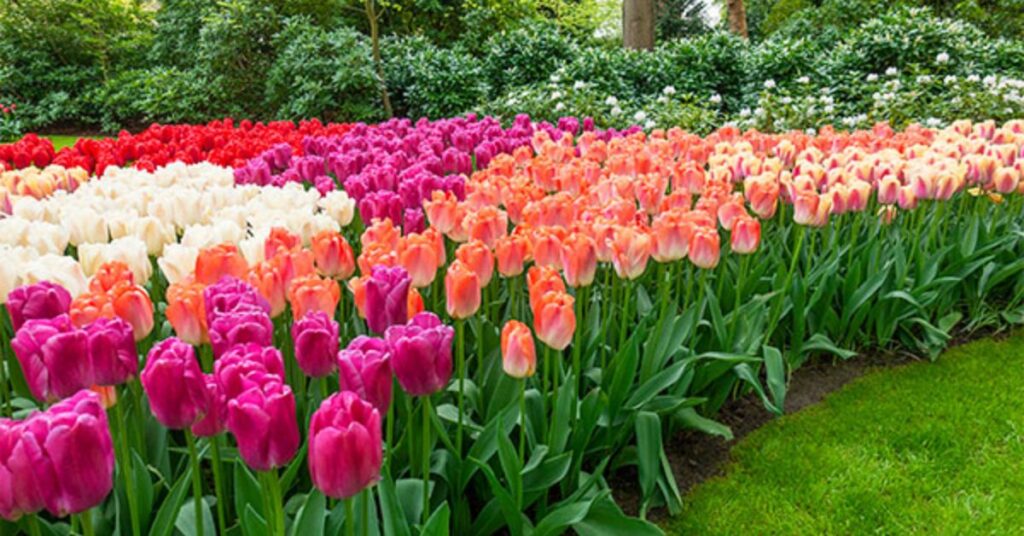 How to grow tulips