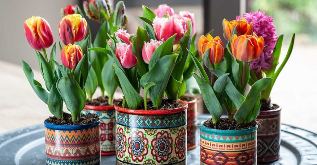 How to grow tulips