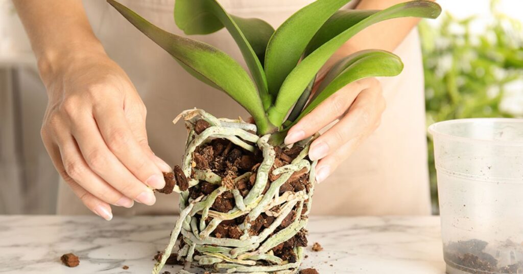 How to care for orchids