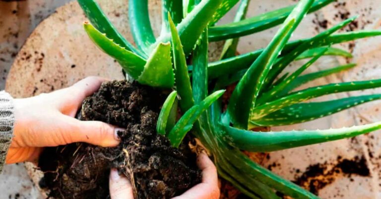 How to grow Aloe vera