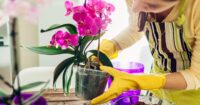 How to care for orchids