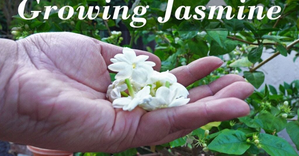 How to grow jasmine