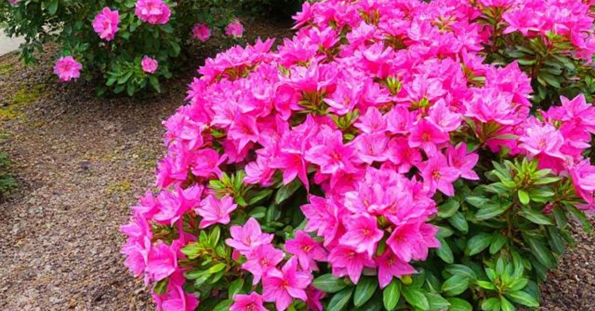 How to grow azaleas