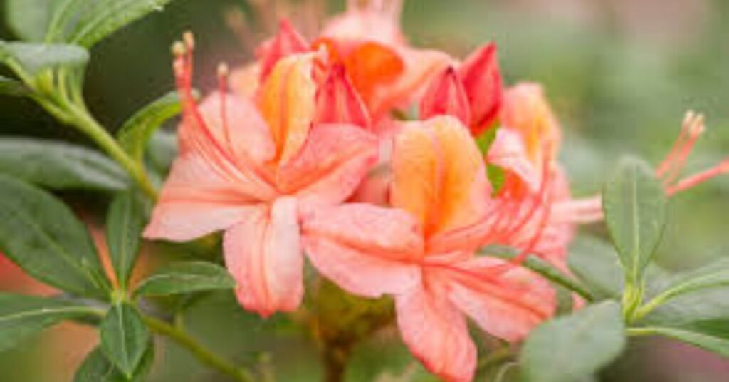 How to grow azaleas