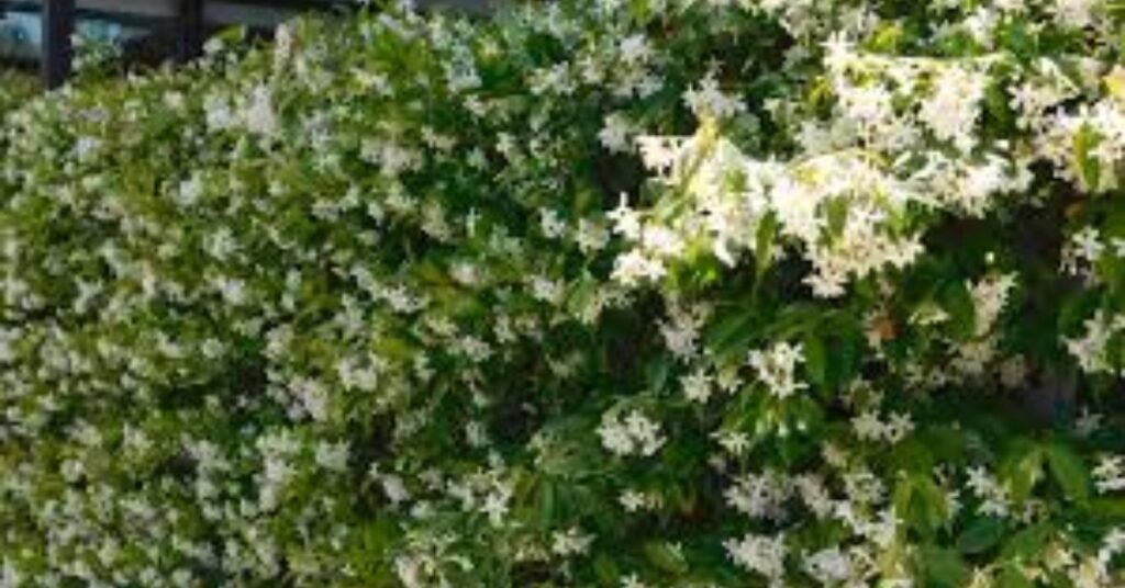 How to grow jasmine