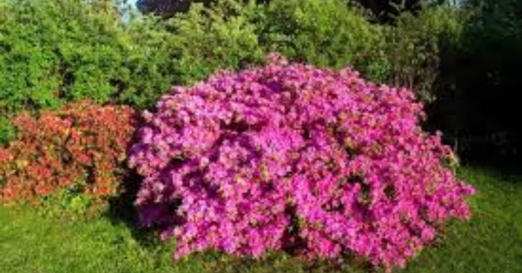 How to grow azaleas