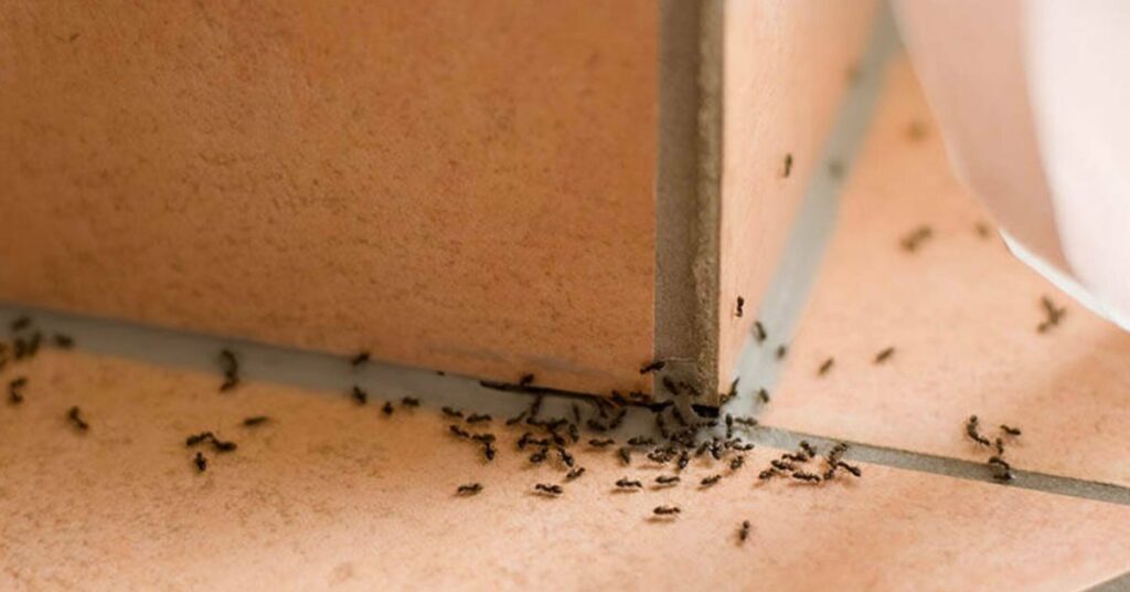 How to get rid of ants