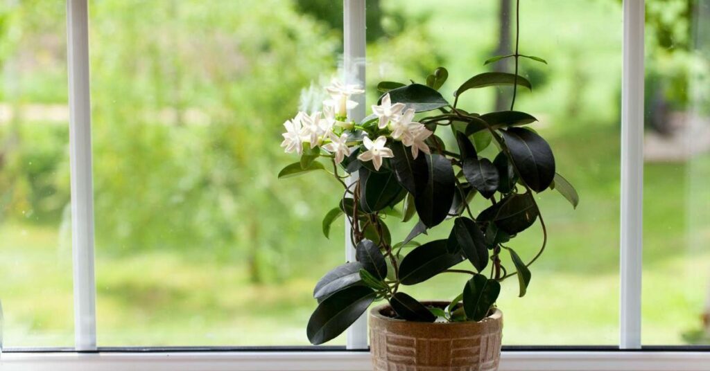 How to grow jasmine