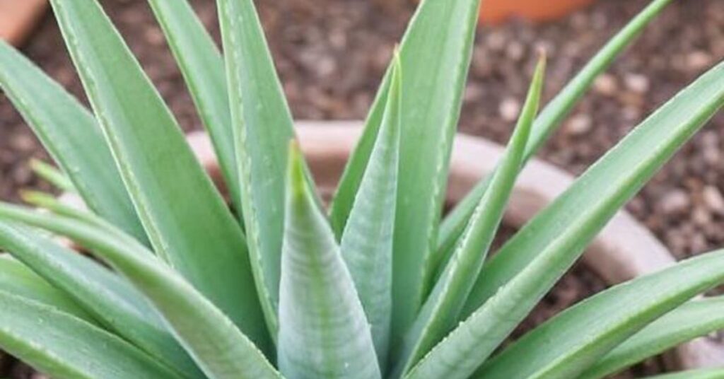 How to grow Aloe vera