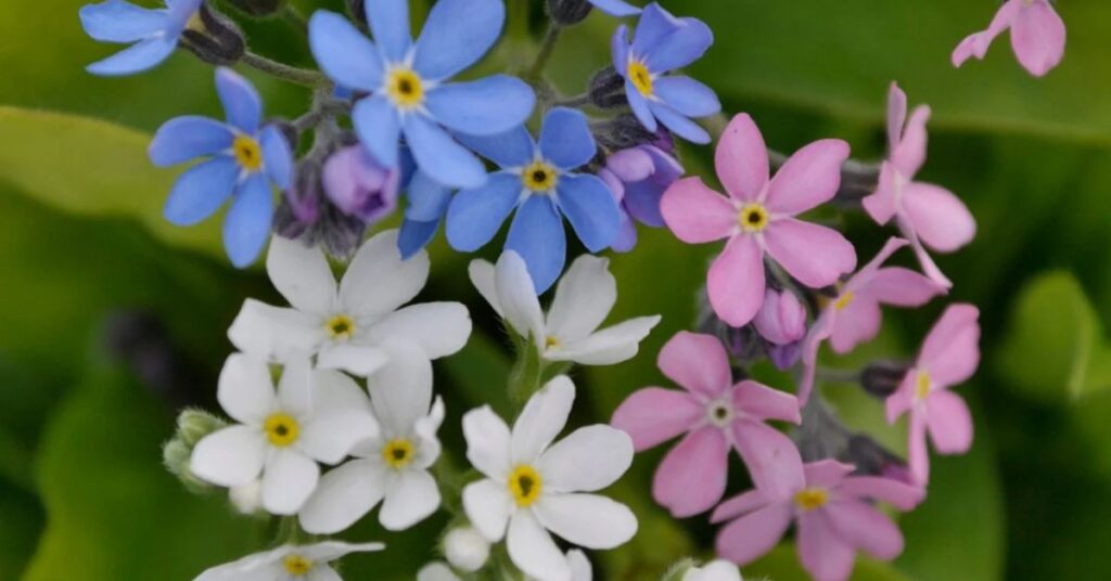 How to grow forget-me-not