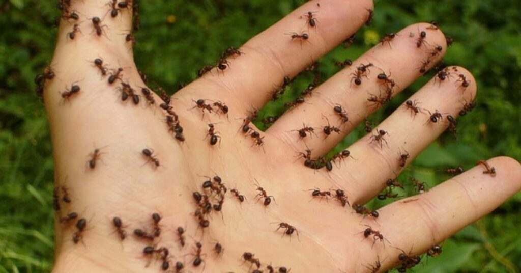 How to get rid of ants