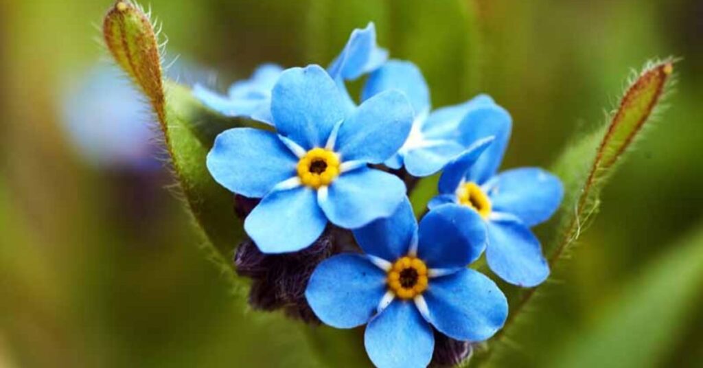 How to grow forget-me-not