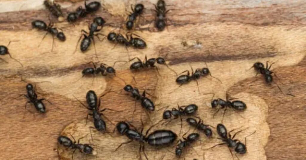 How to get rid of ants