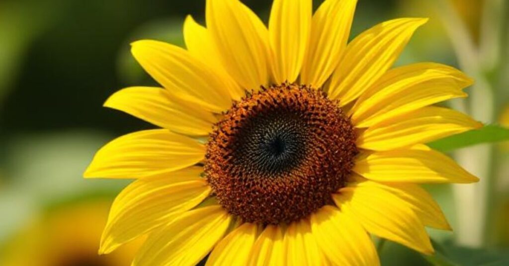 dwarf sunflowers