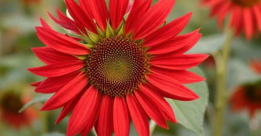 dwarf sunflowers