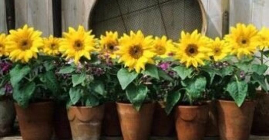 dwarf sunflowers