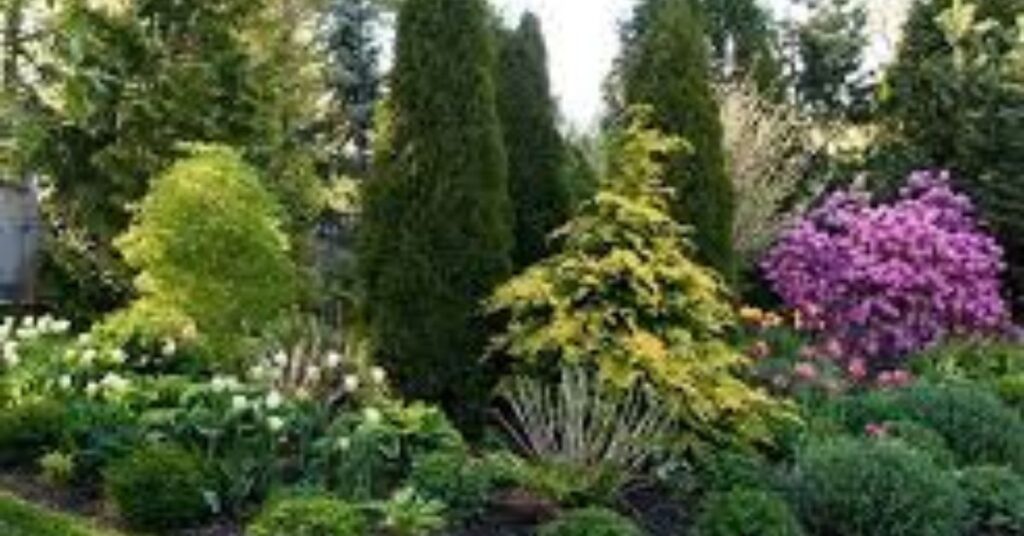 small evergreen flowering shrubs