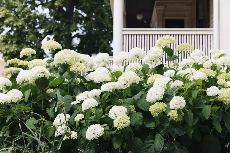 How to prune a hydrangea in spring