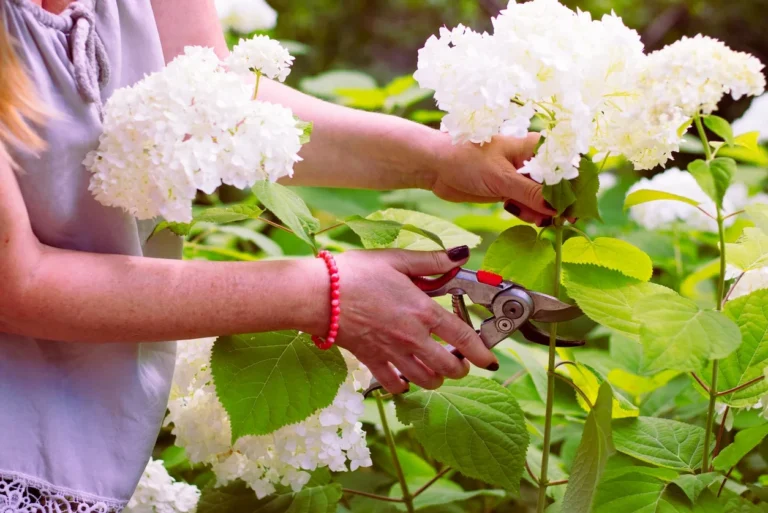 Aspera Hydrangea: Unique Pruning Needs