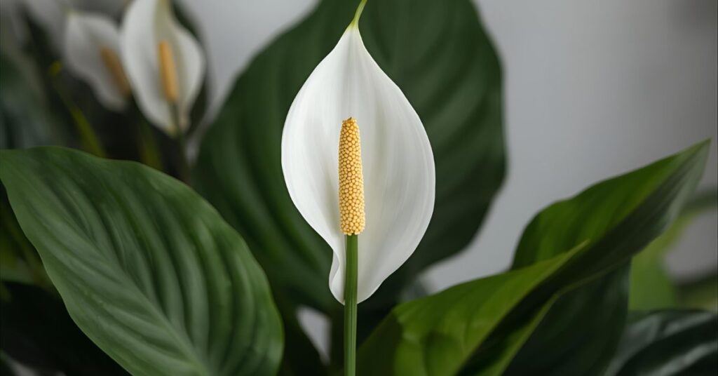 peace lily