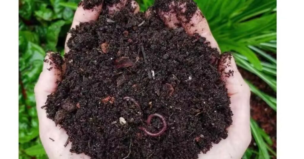 what is biochar used for