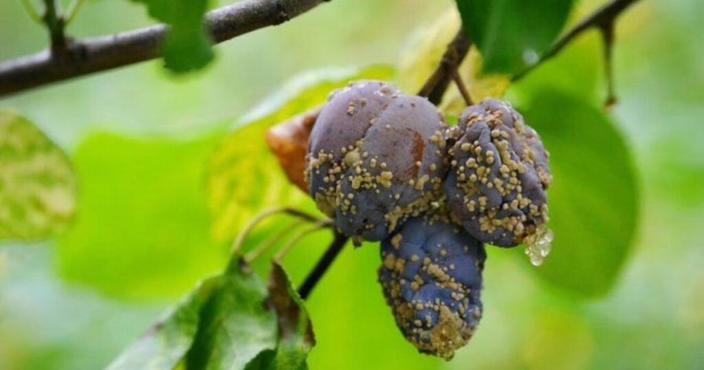 purple leaf plum tree diseases