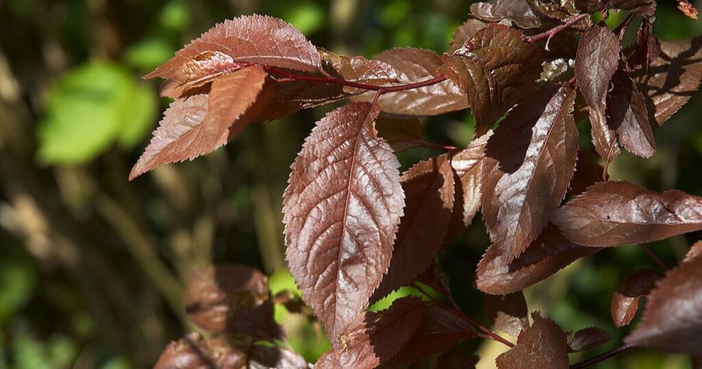How To Identify Purple Leaf Plum Tree Diseases Ingardenbetty