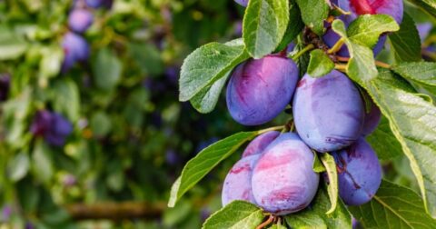 purple leaf plum tree diseases