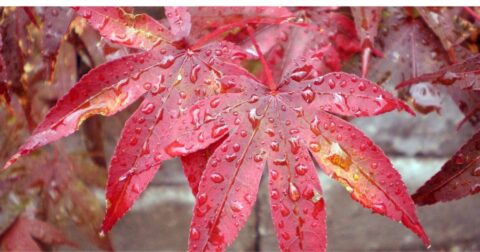 japanese maple leaf scorch treatment