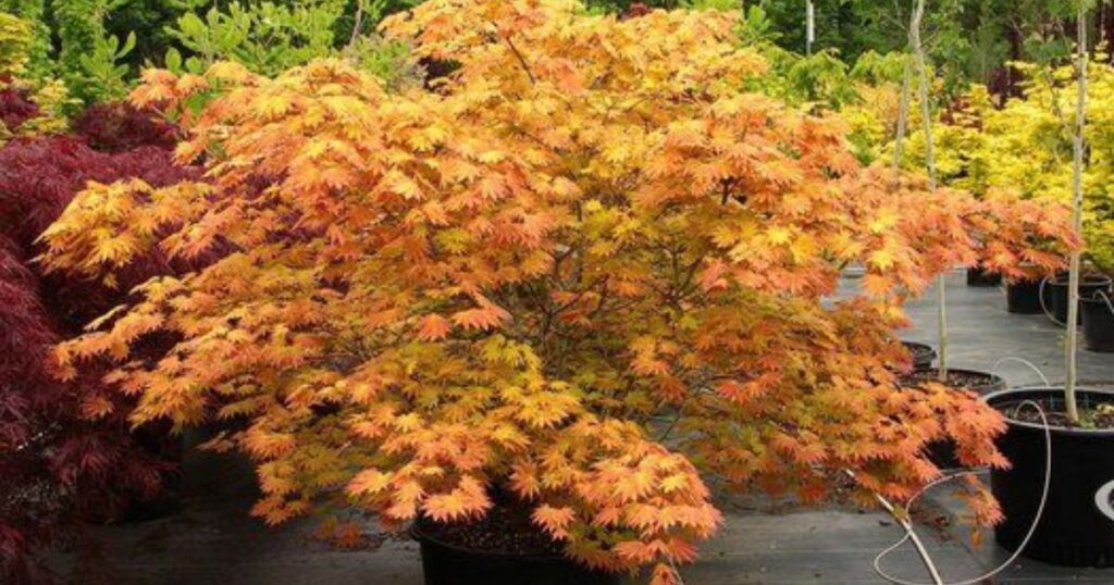 japanese maple leaf scorch treatment