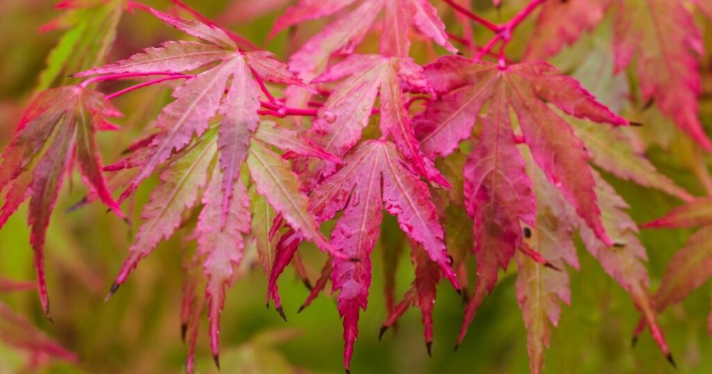 japanese maple leaf scorch treatment