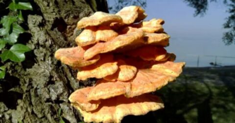 fungus that grows on trees
